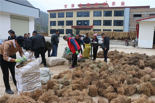 舞產業龍頭助脫貧攻堅--甘肅文縣任和農副產品發展剪影
