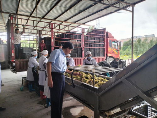 學(xué)黨史 辦實(shí)事 我校農(nóng)產(chǎn)品加工科技服務(wù)團(tuán)隊(duì)赴阿瓦提刀郎慕薩萊思公司開(kāi)展科技服務(wù)