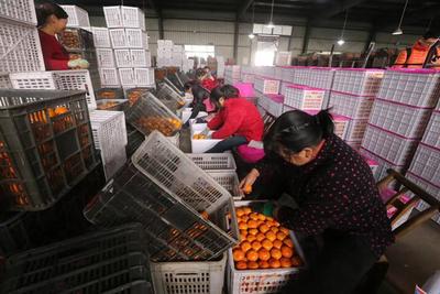 &ldquo;全國網絡主流媒體行&rdquo;走進湖北宜昌 生態發展看荊楚 電商平臺助力農產品上行