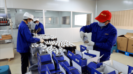 黎平:油茶加工忙